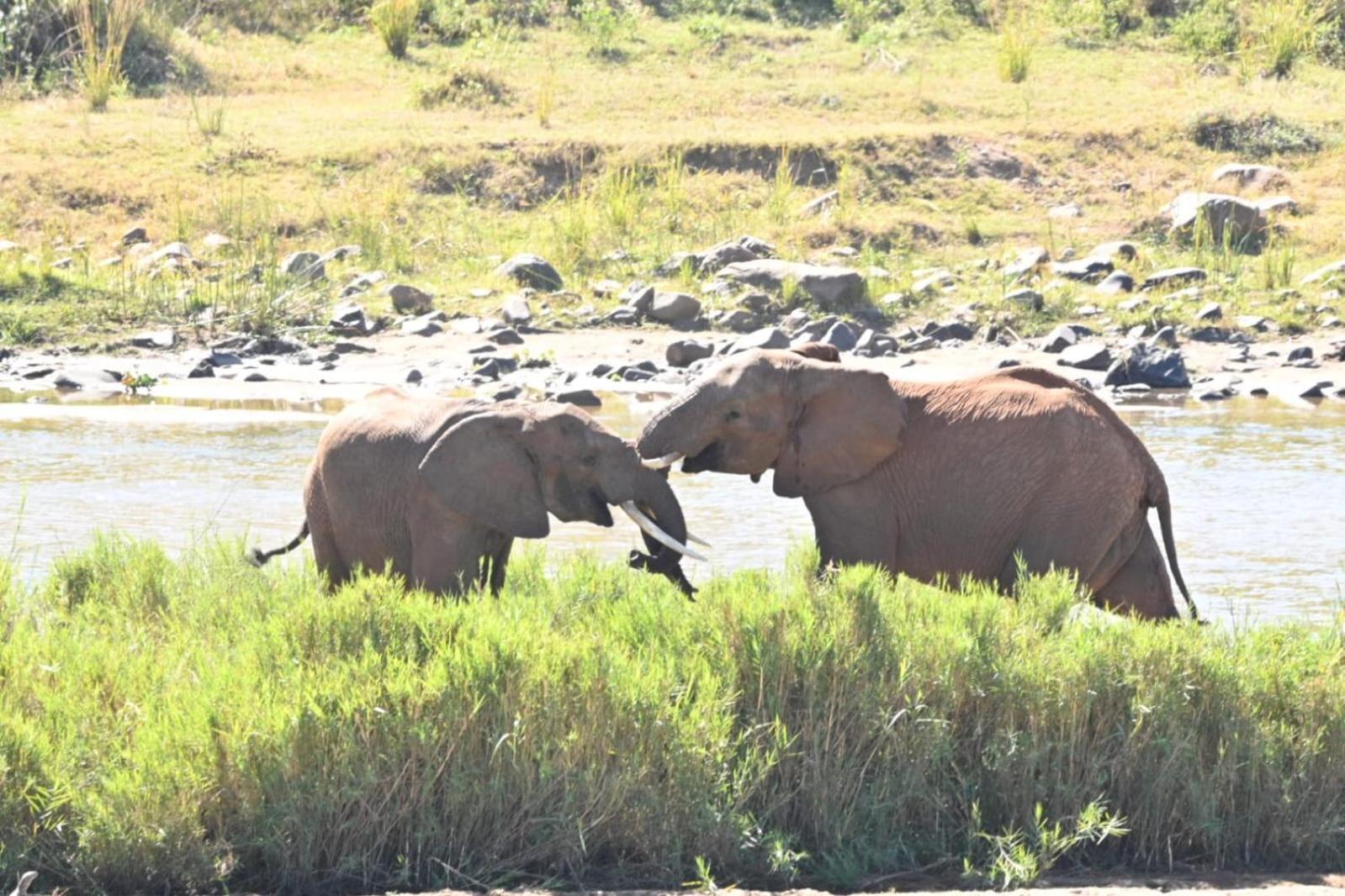 Buckler'S Africa Lodge Kruger Park Komatipoort Εξωτερικό φωτογραφία