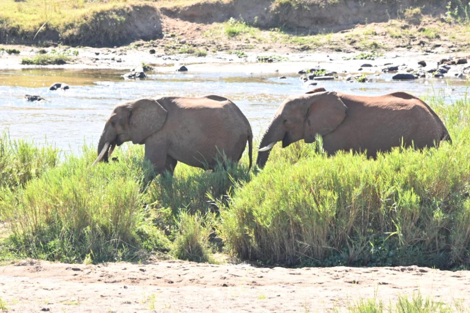 Buckler'S Africa Lodge Kruger Park Komatipoort Εξωτερικό φωτογραφία
